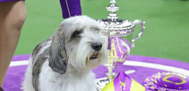 westminster-dog-show-winner.png