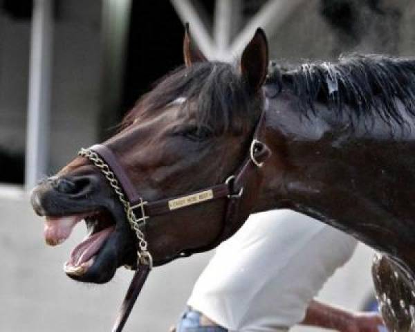 Daddy Nose Best Preakness Stakes Odds at 20 to 1