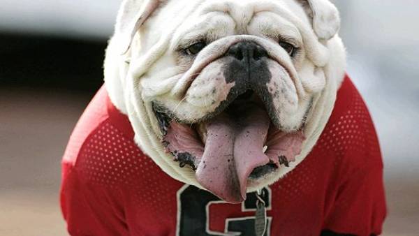 Georgia Bulldogs 2014 Odds – Predictions