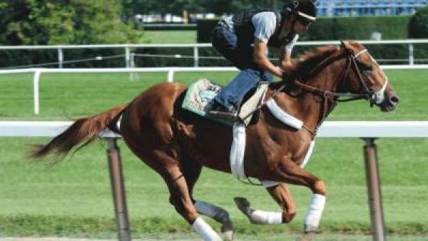 Belmont Stakes 2012 Weather Forecast:  Horses That Run Best in Mud