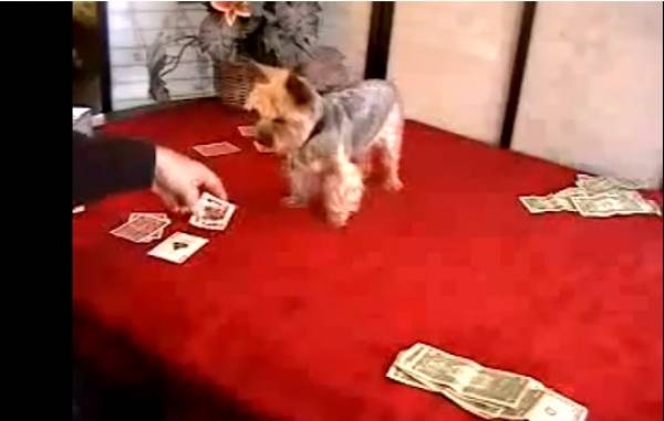 Poker Playing Dog Passes Away at Age 17