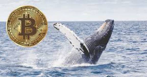 Bitcoin Whale Suggests BTC Price Will Crash,The Up, $8.8 Trillion in Crypto Traded Q1