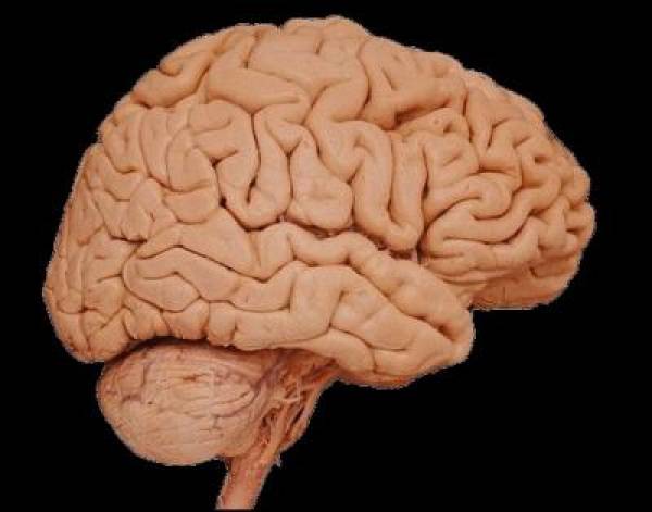 Gambling Activates Dopamine Into Nucleus Accumbens of Brain