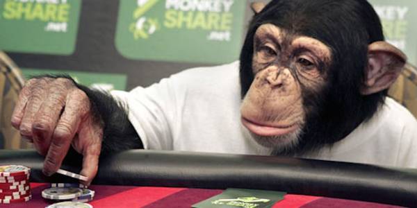 Gambling Primates Steer Towards High Risk Big Win Choices, Study Reveals