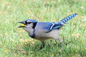 Introducing the Buffalo Blue Jays