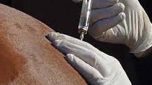 Horse Doping Scandal Called 'Biggest Ever'