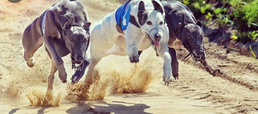 Greyhound Racing Nearing its End in the US After Long Slide