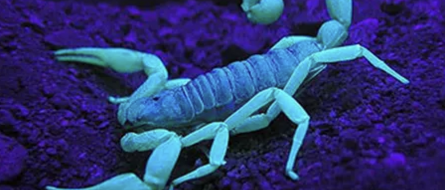 Scorpion