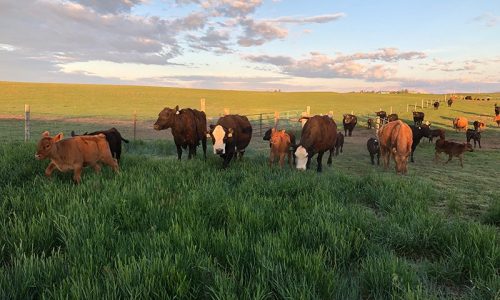 Wyoming Governor Signs Sports Betting, Revenge Porn Bills