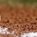 Canada vs. Japan Little League World Series Betting Odds August 26
