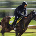 Horse Robusta