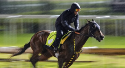Horse Robusta