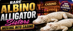 Rare Albino Alligator Sisters to Make This Marksville Louisiana Casino Their New Home