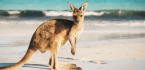 The Technology Behind Online Live Blackjack Australia and Modern Casino Innovation